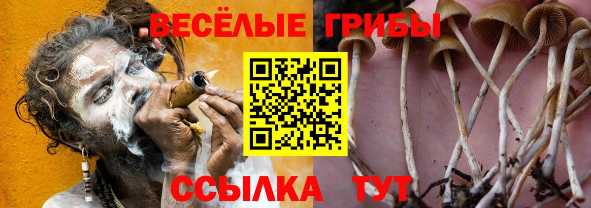 Псилоцибиновые грибы GOLDEN TEACHER  купить закладку  Александров  Вход с VPN  Галлюциногенные грибы Cubensis 